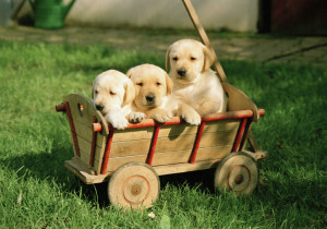 �N���j�b�N�O��